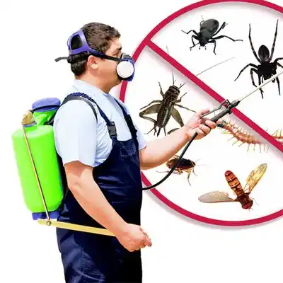 pest control East Rochester